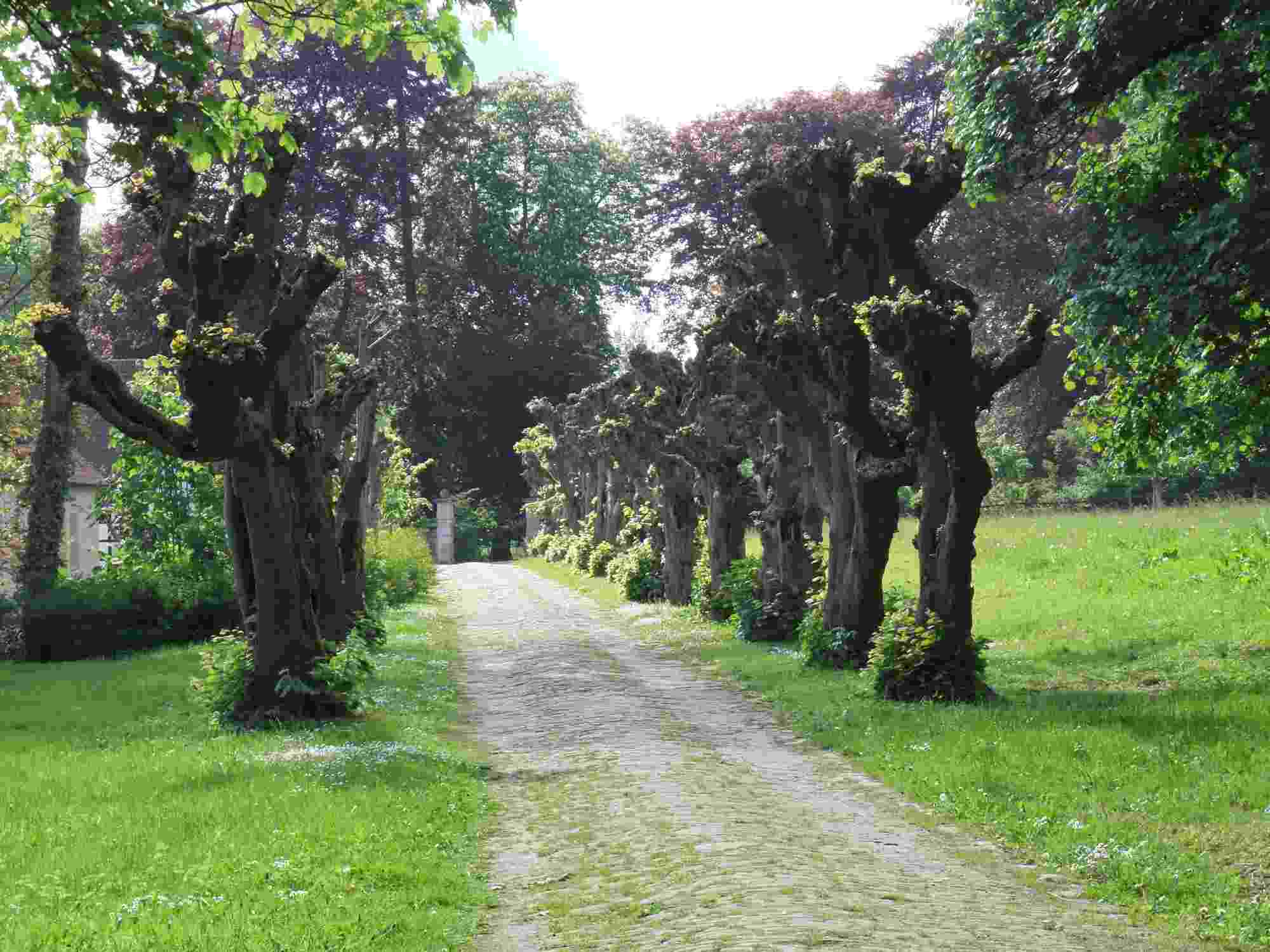 Kopfweiden als Allee